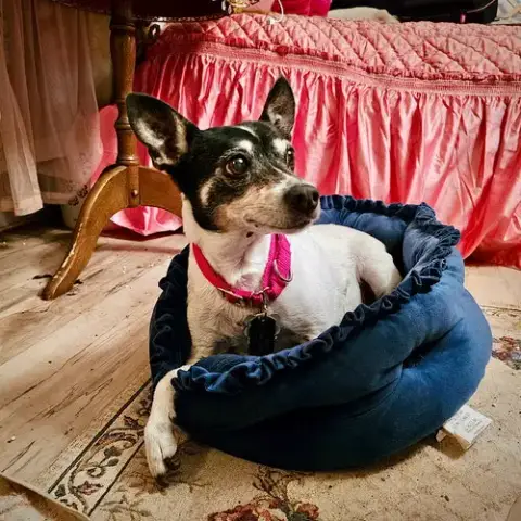 Sybil photo 3