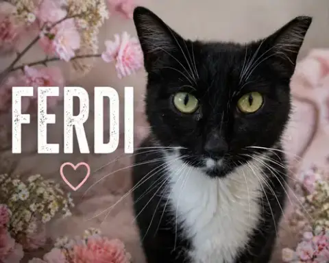 Ferdi
