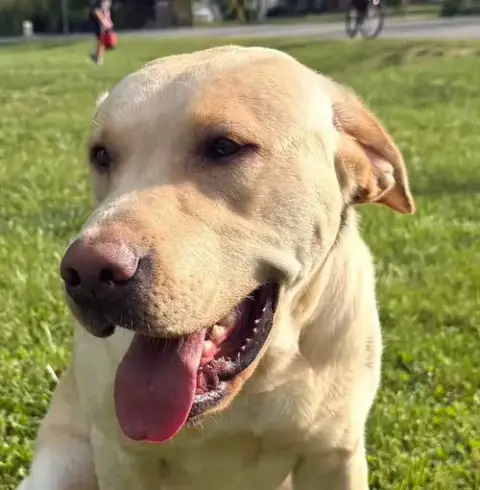 Hank The Tank