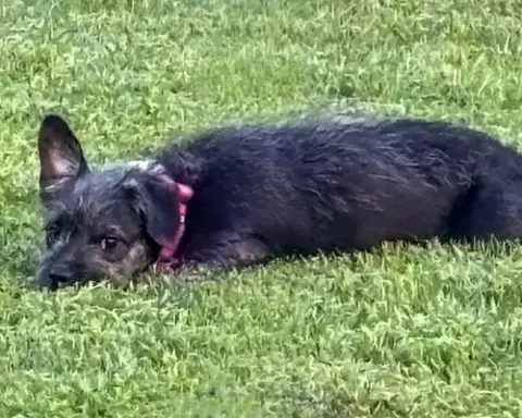 Archer photo 3