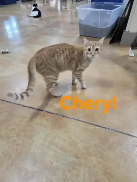 Cheryl photo 2