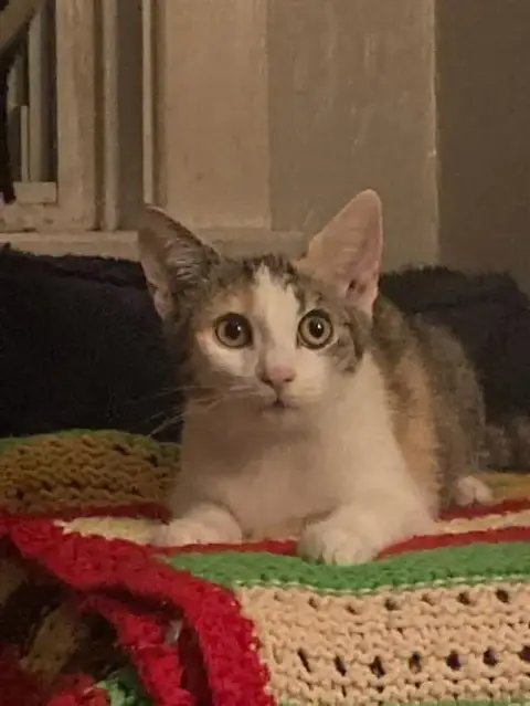 Petula