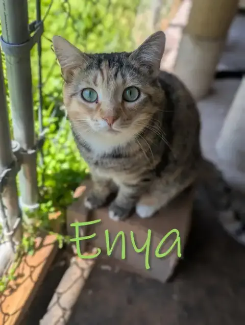 Enya photo 2