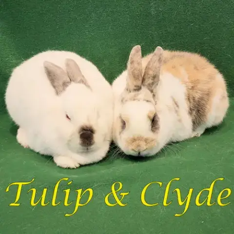 Tulip