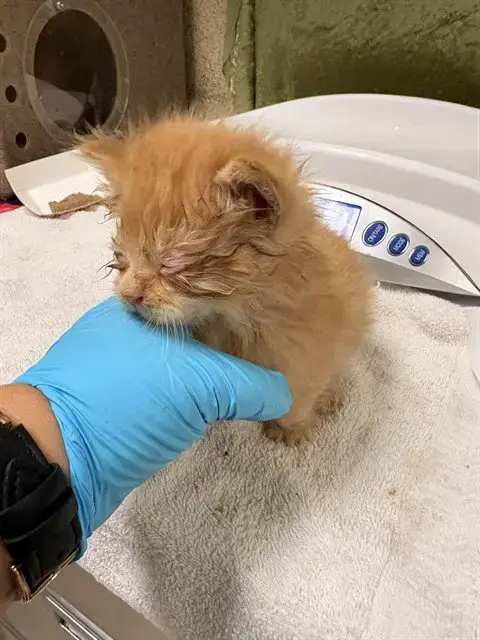 Mo