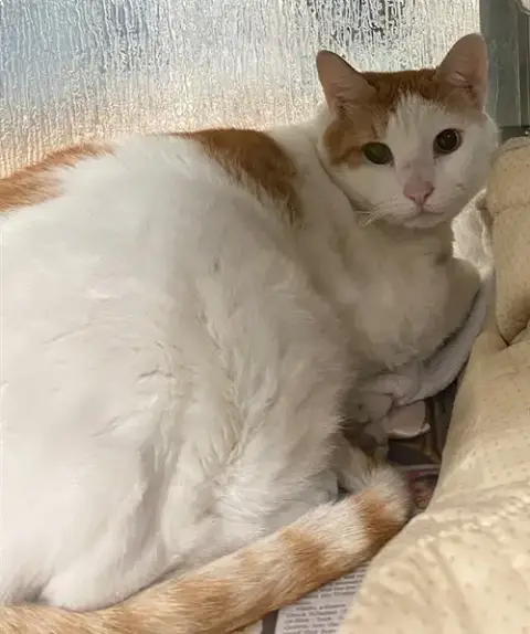 Howlbert