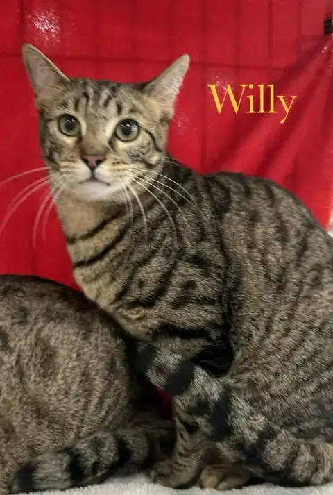 Willy