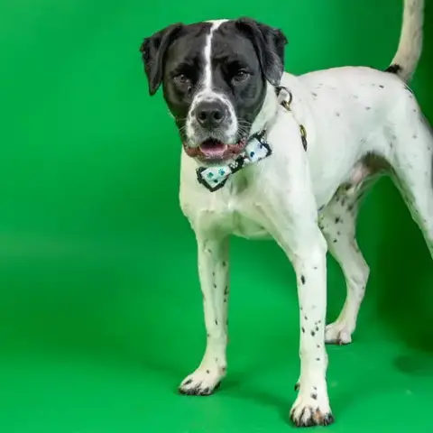 Silas