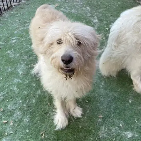 Zeeko