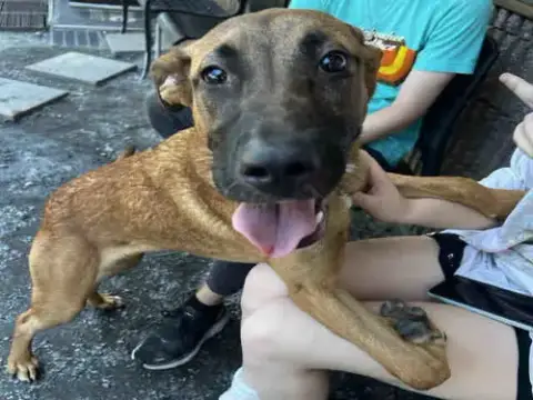 Scooby