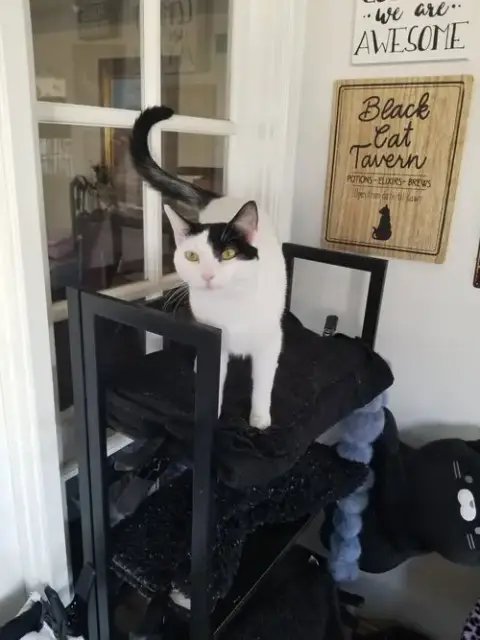 Darla