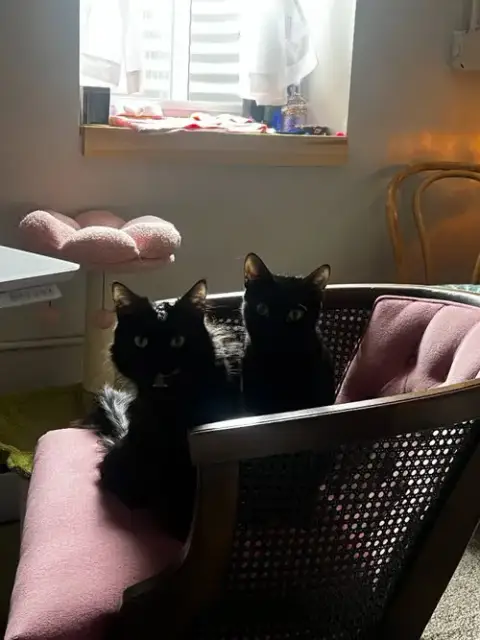 Kiki / Minnie photo 3
