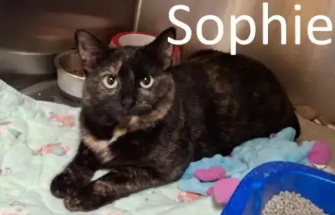 Sophie photo 2