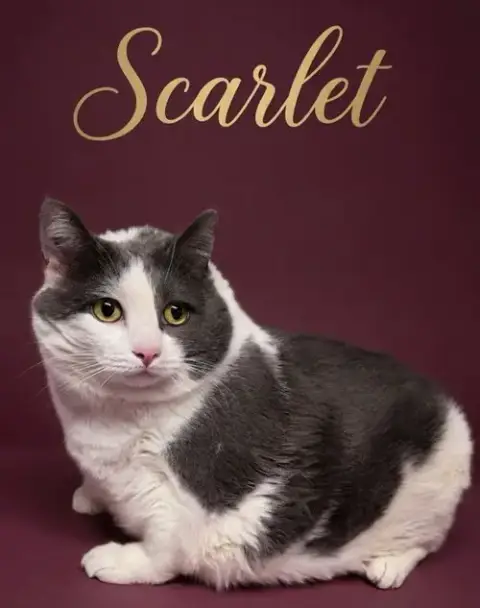 Scarlet