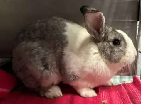 Mr Buns