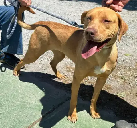 Gracie "Sunny:"  At Shelter