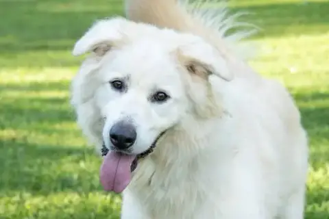 Jack Junior photo 4