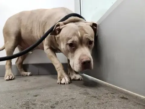 Bubba