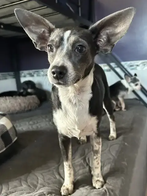 Angel Rat Terrier photo 5