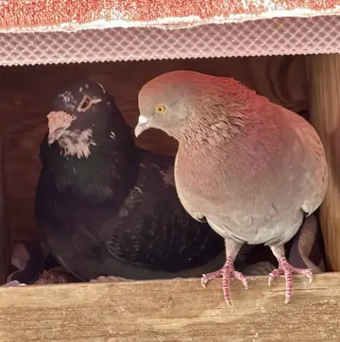 Bonito & Stevie