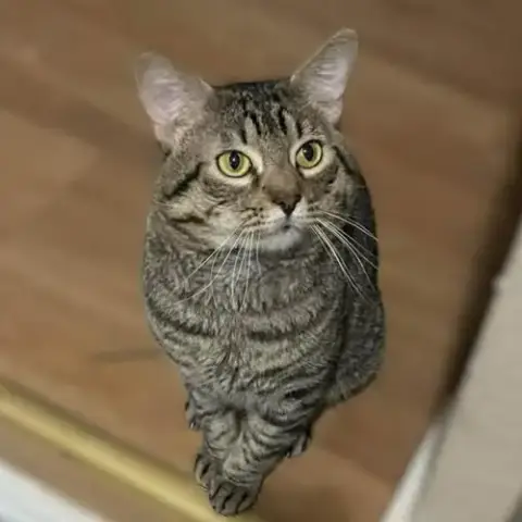 Tigger photo 4