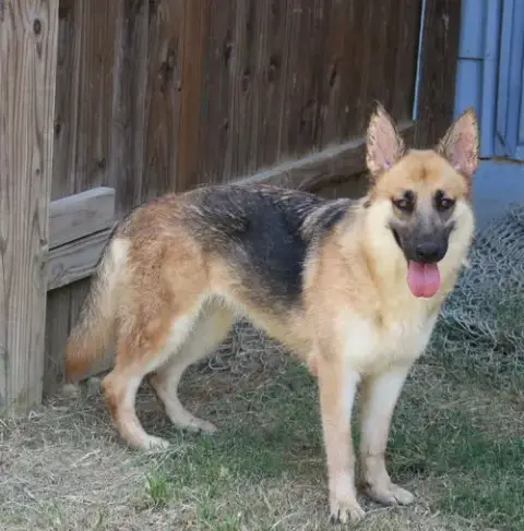Callie Mae