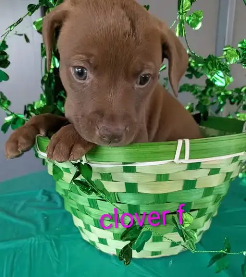 Clover