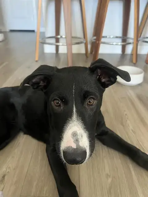 Jo