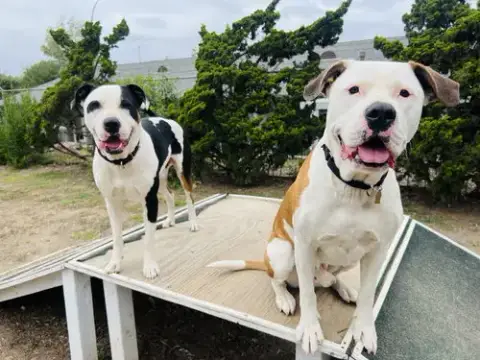 Bronson And Hardy photo 4