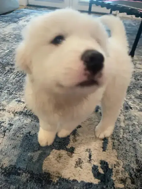 Murphy