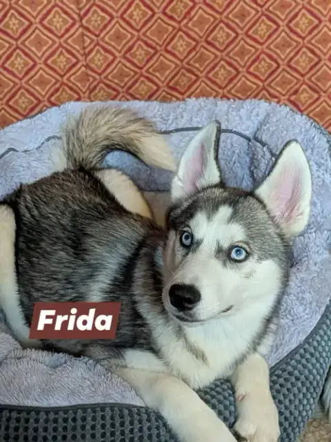 Frida