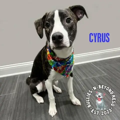 Cyrus photo 2