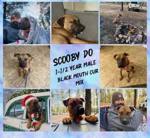 Scooby Do – 1-1/2 Year Black Mouth Cur Mix