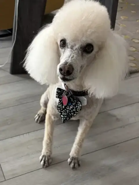 Jake