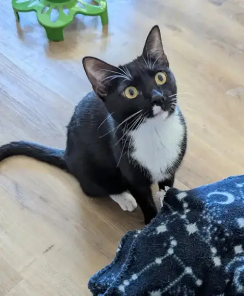 Parsley