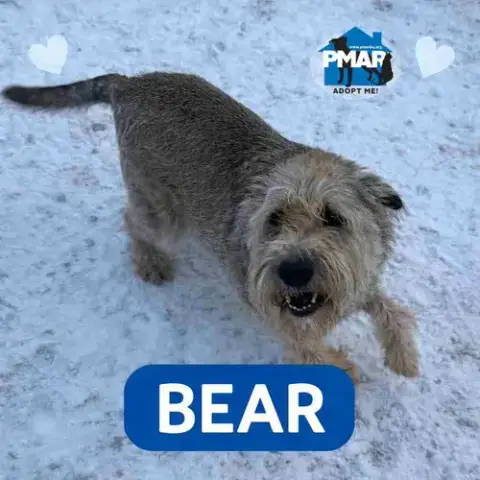 Bear
