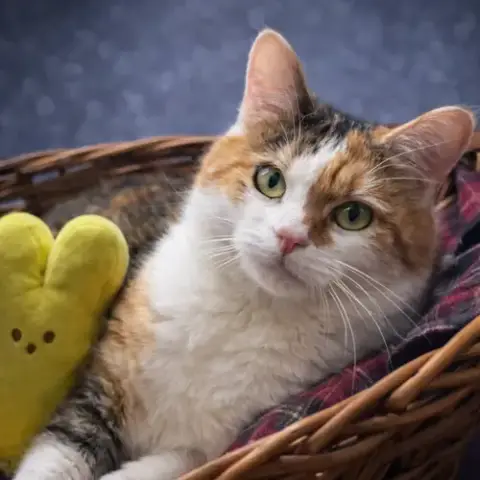 Biscuit