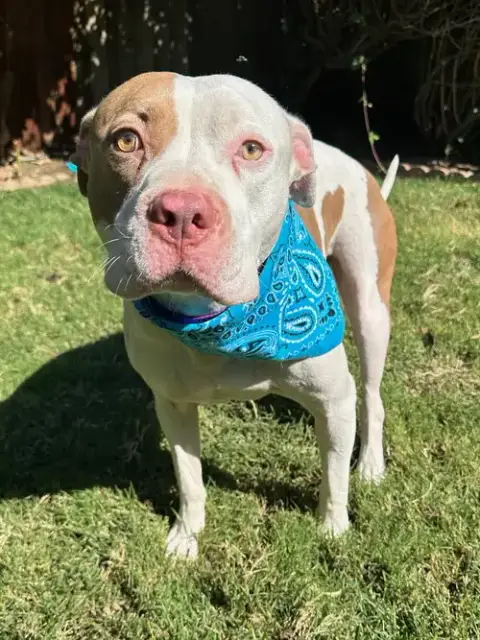 Ziggy photo 2
