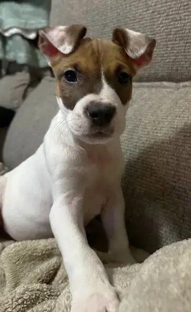 Elliott