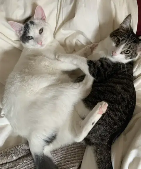 Dickory & Dock