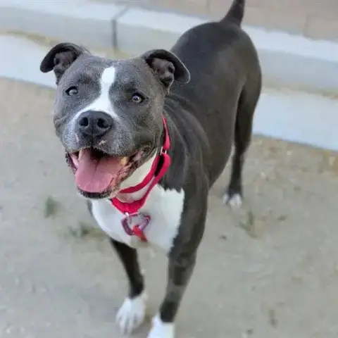 Gigi