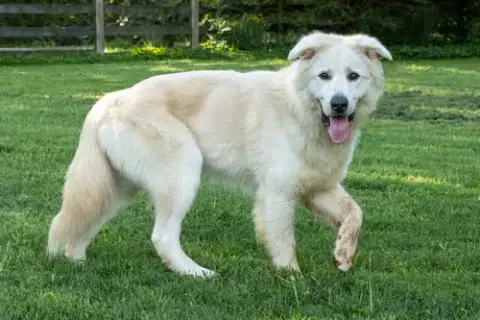 Jack Junior photo 2