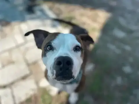 Pj