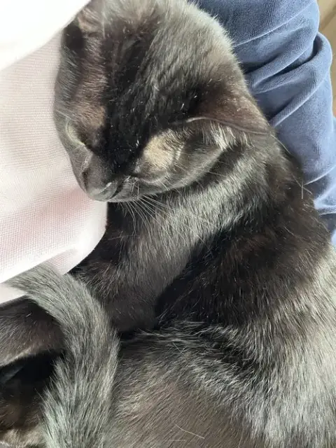 Nyx photo 2