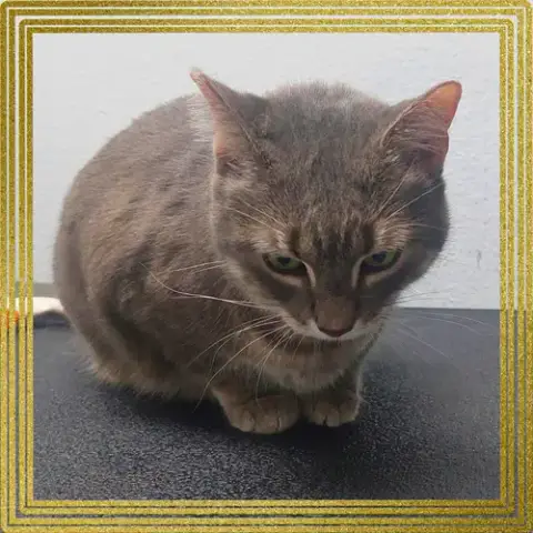 Meowlica photo 4