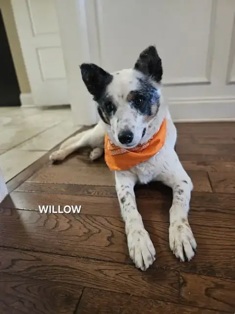 Willow photo 2
