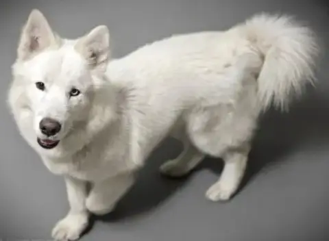 Apollo
