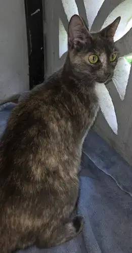 Millie