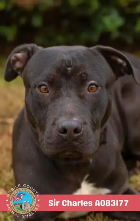 Sir Charles