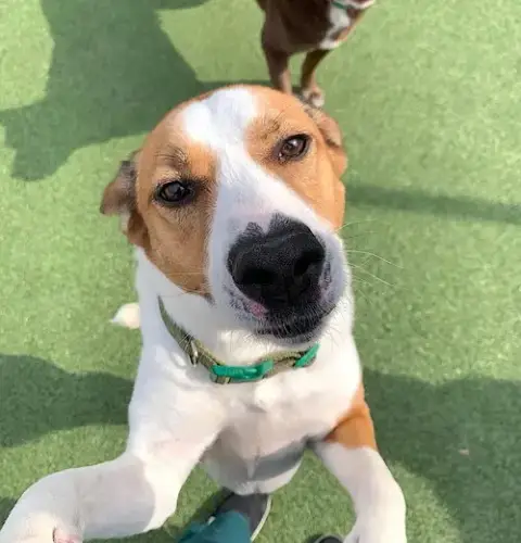 Gracie Mae photo 2